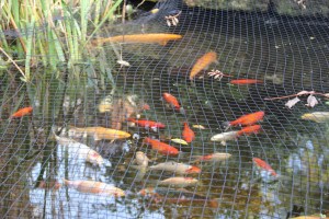 koi, and other varieties of fish in our pond